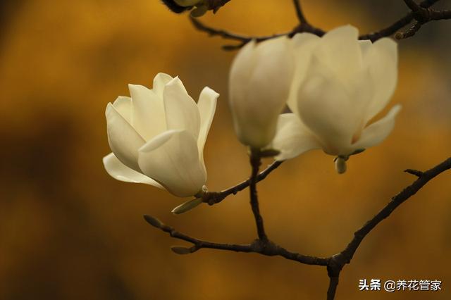 美丽漂亮的白玉兰(人间二月天最美白玉兰)(7)