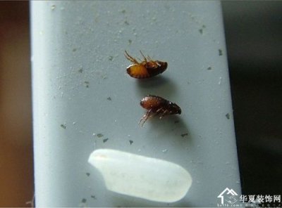 ​消灭跳蚤的小妙招（灭跳蚤的八种有效方法）