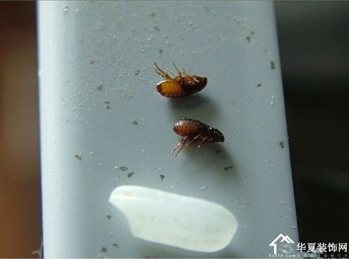 消灭跳蚤的小妙招(灭跳蚤的八种有效方法)