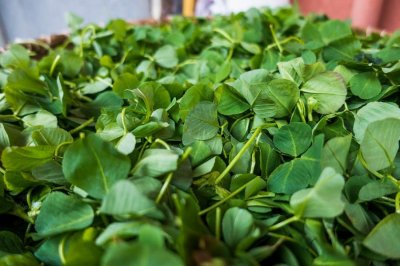 ​秧草蒸鱼，这样的做法简直鲜的不得了！