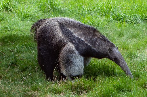 giant-anteater-4423584__340.jpg