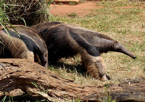flag-anteater-1200155__340.jpg