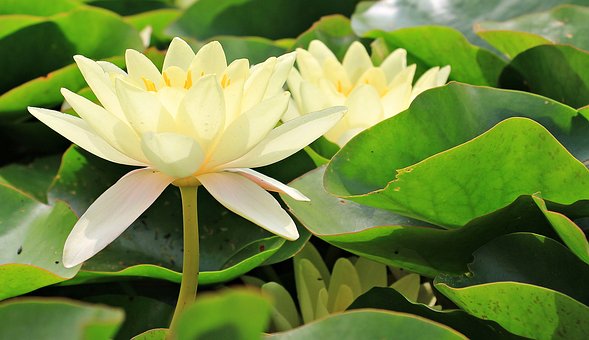 water-lilies-1545132__340.jpg