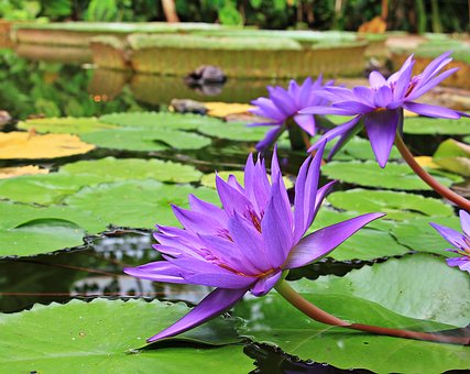 water-lilies-1585165__340.jpg