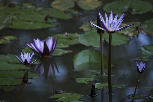 water-lilies-6230802__340.jpg