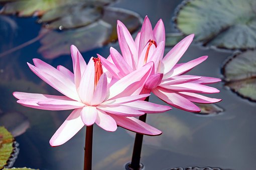 water-lilies-2327887__340.jpg
