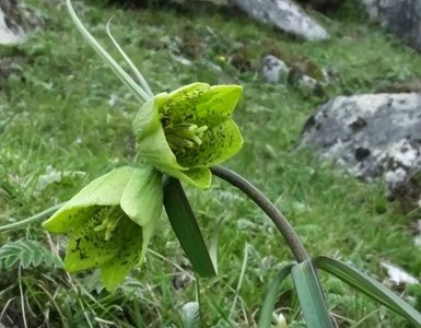 ​农村一种野草，村民称它为“苦花”，果实十分珍贵，一斤上千元