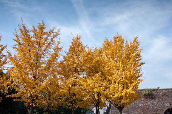 生长年限比较长的树木有哪些(图4)