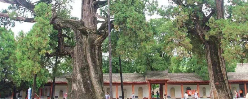 生长年限比较长的树木有哪些(图1)