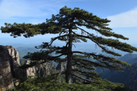 生长年限比较长的树木有哪些(图3)