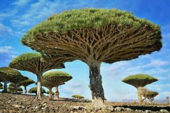 生长年限比较长的树木有哪些(图2)