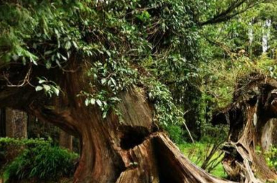 生长年限比较长的树木有哪些(图5)