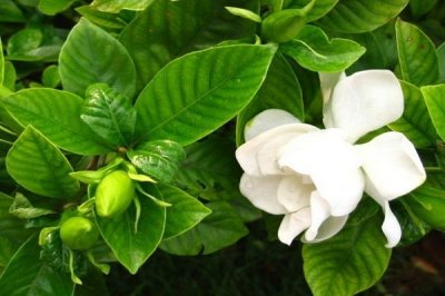 ​栀子花掉叶怎么回事？一般都是这几个方面出了问题