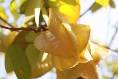 ​杨桃怎么吃有什么营养价值（新鲜水果做菜并不黑暗，杨桃炒肉片，酸甜可口，果