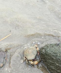 ​螃蟹放生到河里会淹死吗,可以把螃蟹在河里放生