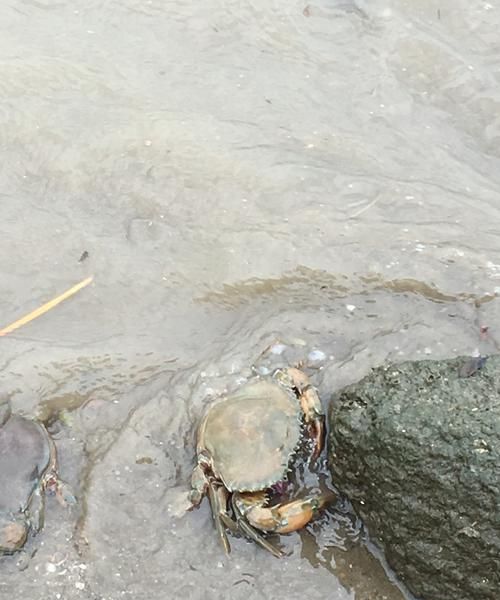 螃蟹放生到河里会淹死吗,可以把螃蟹在河里放生