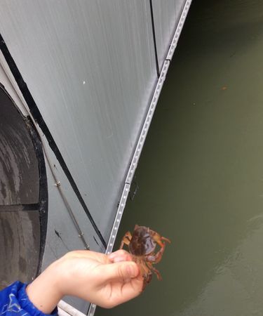 螃蟹放生到河里会淹死吗,可以把螃蟹在河里放生