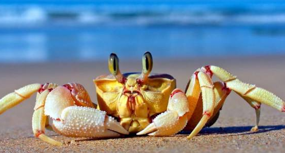 螃蟹放生到河里会淹死吗,可以把螃蟹在河里放生图4