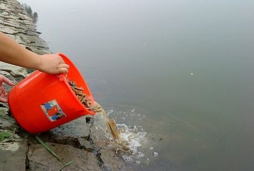 螃蟹会被淹死不