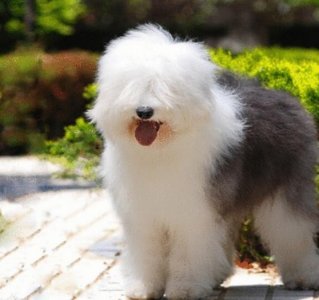 ​畜牧场上的最佳助手——英国古代牧羊犬