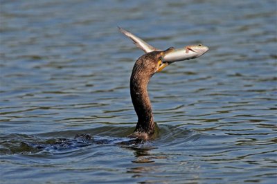 ​鸬鹚读音和拼音，鸬鹚是一种什么鸟？