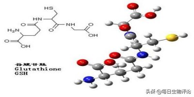 ​谷胱甘肽的作用 啥是谷胱甘肽？生理功能是什么？