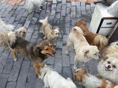 ​如何解决流浪狗的困境？