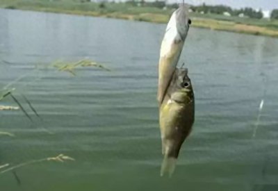 ​分享一条老钓鱼人串钩绑法