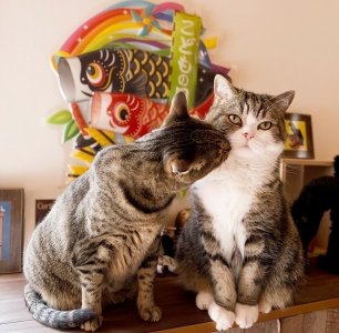 ​母猫的6大“缺点”，看完你还想养吗？