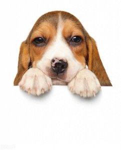 ​【暖心烟台寻狗事件】5万元悬赏找到啾啾，流浪狗收养感动全网