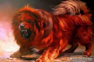 ​猛犬！ 惊现3吨  【巨型藏獒】，最终500万天价被买走。
