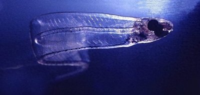 ​那些透明纯净的水下生物，你见过吗？