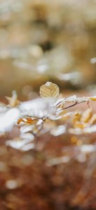 ​壁纸：唯美枫叶风景壁纸