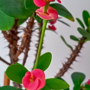 ​虎刺梅：广东的四季花开奇迹，新手也能轻松打造！