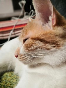 ​猫鼻支如何分辨