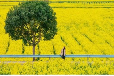 ​贵定金海雪山景区：3月初进入盛花期