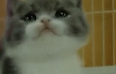 ​男子刚买的幼猫疯狂咬伤七人后死亡 店家称猫买走了就概不负责