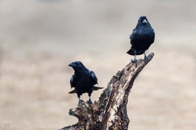 ​乌鸦是神鸟？细数神话传说里与乌鸦结缘的神仙，其中就有真武大帝
