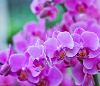 ​蝴蝶兰的养法