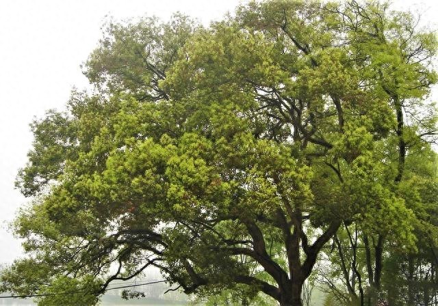 家乡美：巍巍临江屈子祠—汨罗屈原庙