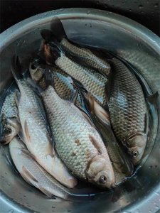 ​掌握这些钓鱼技巧，让你的渔获翻倍