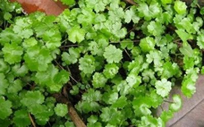 ​路边野草，当地叫星秀草，其实名称叫天胡荽