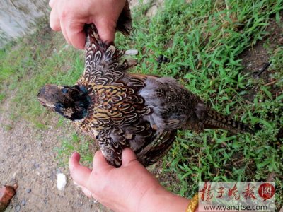 ​车身撞来奇怪鸟，彩色羽毛叫雉鸡