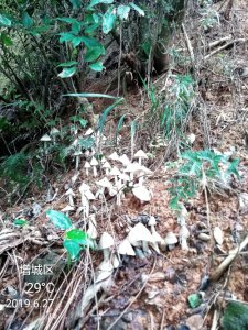 ​神奇的荔枝菌菇