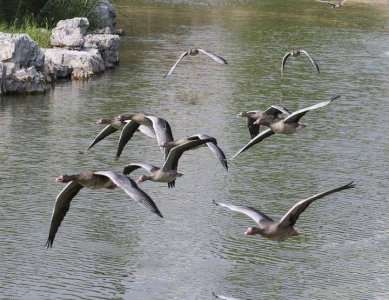 ​国家二级保护动物--灰雁