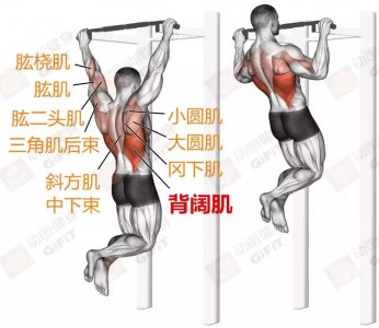 ​值得收藏的14个背部经典训练动作