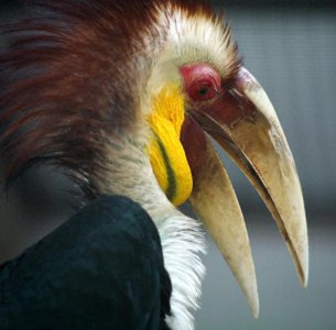 ​脑袋被人类盯上的鸟，头骨比象牙贵3倍，活着被取骨后就只能等死