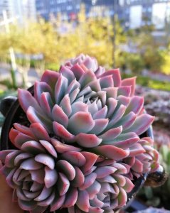 ​100种多肉植物图鉴，长得好看、名字也很美