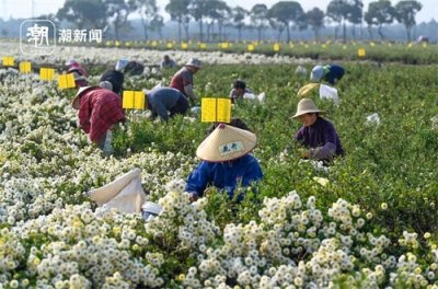 ​“中国杭白菊之乡”迎来丰收