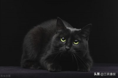 ​在农村办丧事，为何不能让猫靠近死者，并不是迷信而是有科学依据